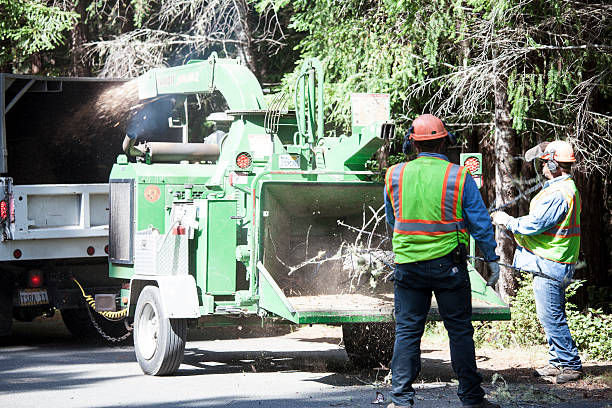 Professional Tree Removal Services in Windom, MN